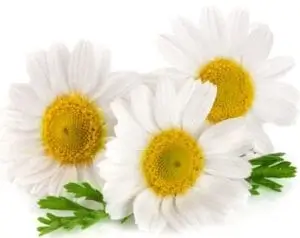 9bc55b28fa4133d8039cb1edefe469fa 300x238
