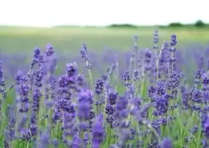 lavender e1781261068903 300x212